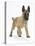 Belgian Shepherd Dog Puppy, Antar, 10 Weeks, Trotting Forward-Mark Taylor-Stretched Canvas