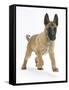 Belgian Shepherd Dog Puppy, Antar, 10 Weeks, Trotting Forward-Mark Taylor-Framed Stretched Canvas
