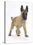 Belgian Shepherd Dog Puppy, Antar, 10 Weeks, Trotting Forward-Mark Taylor-Stretched Canvas