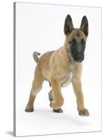 Belgian Shepherd Dog Puppy, Antar, 10 Weeks, Trotting Forward-Mark Taylor-Stretched Canvas