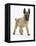 Belgian Shepherd Dog Puppy, Antar, 10 Weeks, Trotting Forward-Mark Taylor-Framed Stretched Canvas