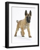 Belgian Shepherd Dog Puppy, Antar, 10 Weeks, Trotting Forward-Mark Taylor-Framed Photographic Print