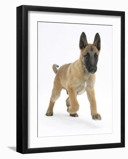 Belgian Shepherd Dog Puppy, Antar, 10 Weeks, Trotting Forward-Mark Taylor-Framed Photographic Print