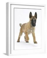 Belgian Shepherd Dog Puppy, Antar, 10 Weeks, Trotting Forward-Mark Taylor-Framed Photographic Print