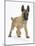 Belgian Shepherd Dog Puppy, Antar, 10 Weeks, Trotting Forward-Mark Taylor-Mounted Photographic Print