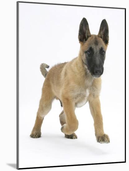 Belgian Shepherd Dog Puppy, Antar, 10 Weeks, Trotting Forward-Mark Taylor-Mounted Photographic Print