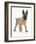 Belgian Shepherd Dog Puppy, Antar, 10 Weeks, Trotting Forward-Mark Taylor-Framed Photographic Print