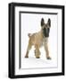 Belgian Shepherd Dog Puppy, Antar, 10 Weeks, Trotting Forward-Mark Taylor-Framed Photographic Print