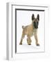 Belgian Shepherd Dog Puppy, Antar, 10 Weeks, Trotting Forward-Mark Taylor-Framed Photographic Print