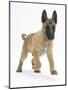 Belgian Shepherd Dog Puppy, Antar, 10 Weeks, Trotting Forward-Mark Taylor-Mounted Photographic Print