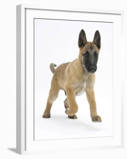 Belgian Shepherd Dog Puppy, Antar, 10 Weeks, Trotting Forward-Mark Taylor-Framed Photographic Print