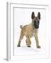 Belgian Shepherd Dog Puppy, Antar, 10 Weeks, Trotting Forward-Mark Taylor-Framed Photographic Print