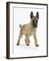 Belgian Shepherd Dog Puppy, Antar, 10 Weeks, Trotting Forward-Mark Taylor-Framed Photographic Print