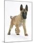 Belgian Shepherd Dog Puppy, Antar, 10 Weeks, Trotting Forward-Mark Taylor-Mounted Photographic Print