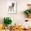 Belgian Shepherd Dog Puppy, Antar, 10 Weeks, Trotting Forward-Mark Taylor-Photographic Print displayed on a wall