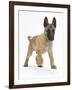 Belgian Shepherd Dog Puppy, Antar, 10 Weeks, Trotting Forward-Mark Taylor-Framed Photographic Print