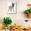 Belgian Shepherd Dog Puppy, Antar, 10 Weeks, Trotting Forward-Mark Taylor-Mounted Photographic Print displayed on a wall