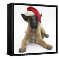 Belgian Shepherd Dog Puppy, Antar, 10 Weeks, Wearing a Father Christmas Hat-Mark Taylor-Framed Stretched Canvas