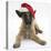 Belgian Shepherd Dog Puppy, Antar, 10 Weeks, Wearing a Father Christmas Hat-Mark Taylor-Stretched Canvas