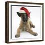 Belgian Shepherd Dog Puppy, Antar, 10 Weeks, Wearing a Father Christmas Hat-Mark Taylor-Framed Premium Photographic Print