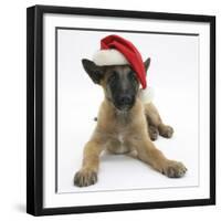 Belgian Shepherd Dog Puppy, Antar, 10 Weeks, Wearing a Father Christmas Hat-Mark Taylor-Framed Premium Photographic Print