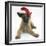 Belgian Shepherd Dog Puppy, Antar, 10 Weeks, Wearing a Father Christmas Hat-Mark Taylor-Framed Premium Photographic Print