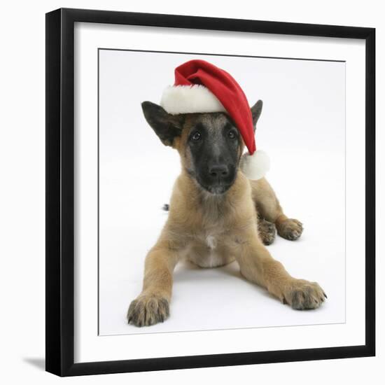 Belgian Shepherd Dog Puppy, Antar, 10 Weeks, Wearing a Father Christmas Hat-Mark Taylor-Framed Premium Photographic Print