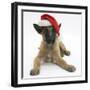 Belgian Shepherd Dog Puppy, Antar, 10 Weeks, Wearing a Father Christmas Hat-Mark Taylor-Framed Premium Photographic Print