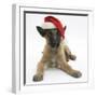 Belgian Shepherd Dog Puppy, Antar, 10 Weeks, Wearing a Father Christmas Hat-Mark Taylor-Framed Premium Photographic Print