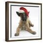 Belgian Shepherd Dog Puppy, Antar, 10 Weeks, Wearing a Father Christmas Hat-Mark Taylor-Framed Photographic Print