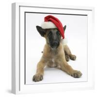 Belgian Shepherd Dog Puppy, Antar, 10 Weeks, Wearing a Father Christmas Hat-Mark Taylor-Framed Photographic Print