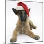 Belgian Shepherd Dog Puppy, Antar, 10 Weeks, Wearing a Father Christmas Hat-Mark Taylor-Mounted Photographic Print