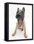 Belgian Shepherd Dog Puppy, Antar, 10 Weeks, Yawning-Mark Taylor-Framed Stretched Canvas