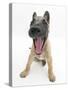 Belgian Shepherd Dog Puppy, Antar, 10 Weeks, Yawning-Mark Taylor-Stretched Canvas