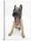 Belgian Shepherd Dog Puppy, Antar, 10 Weeks, Yawning-Mark Taylor-Stretched Canvas