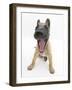 Belgian Shepherd Dog Puppy, Antar, 10 Weeks, Yawning-Mark Taylor-Framed Photographic Print