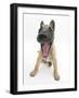 Belgian Shepherd Dog Puppy, Antar, 10 Weeks, Yawning-Mark Taylor-Framed Photographic Print