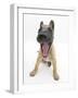 Belgian Shepherd Dog Puppy, Antar, 10 Weeks, Yawning-Mark Taylor-Framed Photographic Print