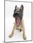 Belgian Shepherd Dog Puppy, Antar, 10 Weeks, Yawning-Mark Taylor-Mounted Photographic Print