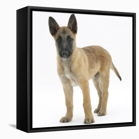 Belgian Shepherd Dog Puppy, Antar, 10 Weeks-Mark Taylor-Framed Stretched Canvas