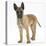 Belgian Shepherd Dog Puppy, Antar, 10 Weeks-Mark Taylor-Stretched Canvas