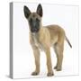 Belgian Shepherd Dog Puppy, Antar, 10 Weeks-Mark Taylor-Stretched Canvas