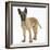 Belgian Shepherd Dog Puppy, Antar, 10 Weeks-Mark Taylor-Framed Photographic Print
