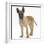 Belgian Shepherd Dog Puppy, Antar, 10 Weeks-Mark Taylor-Framed Photographic Print