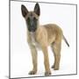Belgian Shepherd Dog Puppy, Antar, 10 Weeks-Mark Taylor-Mounted Photographic Print