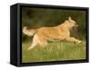 Belgian Shepherd Dog-Thorsten Milse-Framed Stretched Canvas