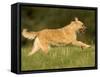 Belgian Shepherd Dog-Thorsten Milse-Framed Stretched Canvas