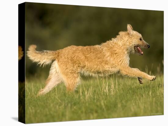 Belgian Shepherd Dog-Thorsten Milse-Stretched Canvas