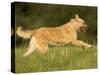 Belgian Shepherd Dog-Thorsten Milse-Stretched Canvas