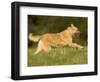 Belgian Shepherd Dog-Thorsten Milse-Framed Photographic Print